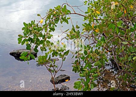Foglie di mangrovie rosse (Rhizophora mangle) Foto Stock
