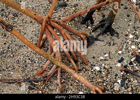 Radici di mangrovie rosse (rizophora mangle) Foto Stock