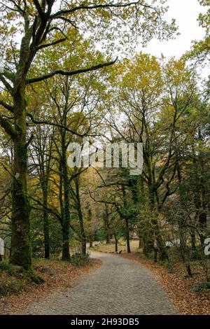 Mata da Albergaria, parque nacional da Peneda Gerês nel Portogallo settentrionale. Parco Nazionale di Gerês, quercia protetta Forrest. Trekking e passeggiate all'aperto. Foto Stock