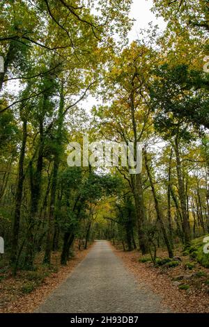 Mata da Albergaria, parque nacional da Peneda Gerês nel Portogallo settentrionale. Parco Nazionale di Gerês, quercia protetta Forrest. Trekking e passeggiate all'aperto. Foto Stock