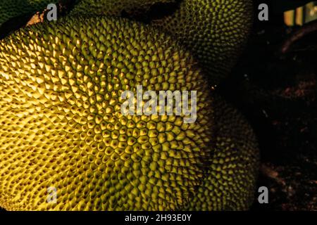 Primo piano cibo fermo-vita di Jackfruit mostrando modelli sulla pelle Foto Stock