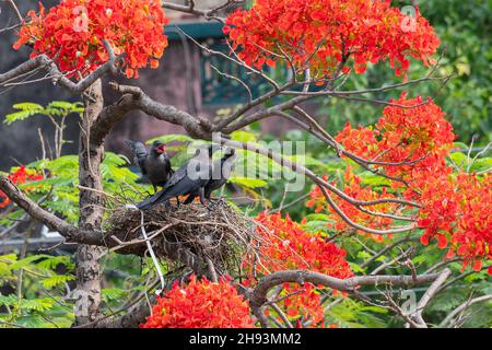 Corvo della casa (Corvus splendens) che alimenta gli uccelli del bambino e del bambino nel nido, anche conosciuto come l'indiano, grinecked, il corvo di Colombo o di Ceylon, uccello comune. Foto Stock