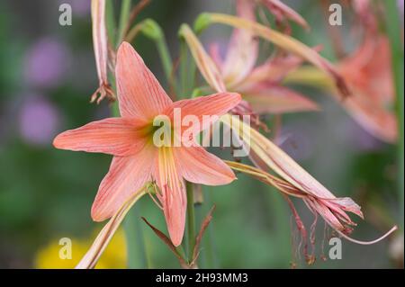 Lilium è un genere di piante erbacee da fiore che crescono da bulbi, tutti con grandi fiori prominenti. Girato a Howrah, Bengala Occidentale, Foto Stock