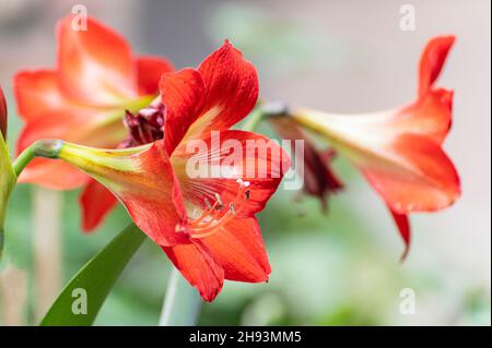 Bright Orange Lily flowers, Lilium è un genere di piante erbacee che crescono da bulbi, tutti con grandi fiori prominenti. Girato a Howrah Foto Stock