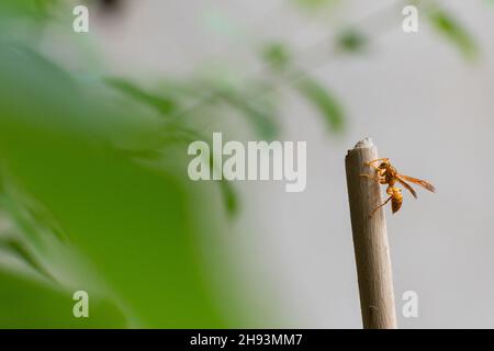 Vespola vulgaris, conosciuta come la vespa comune, appesa a un bastone in giardino fatto in casa. Howrah, Bengala Occidentale, India. Foto Stock