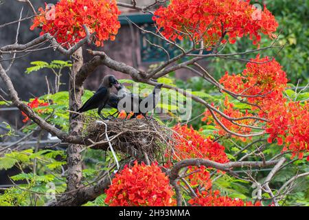 Casa madre Crow (Corvus splendens) uccello che allattano i bambini e gli uccelli giovani nel nido. Conosciuto come il corvo indiano, grigiastro, Ceylon o Colombo. Foto Stock