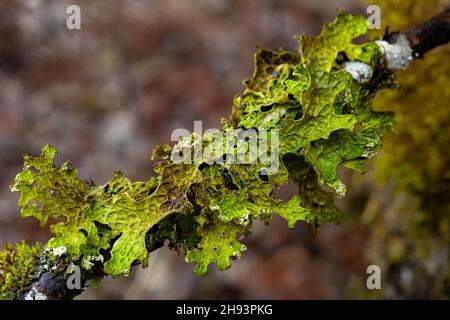 Polmone Lichen, Lobaria pulmonaria, nella zona Skokomish della Foresta Nazionale Olimpica, Penisola Olimpica, Stato di Washington, Stati Uniti Foto Stock