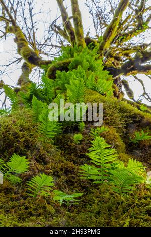 Licorice Fern, Polypodium glycyrrrrhiza, che cresce su un tronco di acero bittooth con la muschio nella zona del fiume Skokomish della Olympic National Forest, Washington state, U. Foto Stock