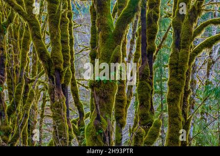 Bigleaf Maple, Acer macrophyllum, tronchi ricoperti di muschio nella zona del fiume Skokomish della Olympic National Forest, Washington state, USA Foto Stock