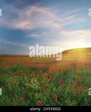 Medoaw primaverile di fiori di papavero al tramonto. Composizione panorama naturale ad alta risoluzione. Foto Stock
