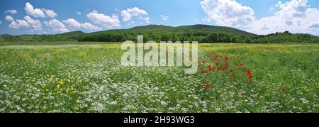 Medoaw di primavera di fiori. Panorama ad alta risoluzione. Naturу composizione. Foto Stock