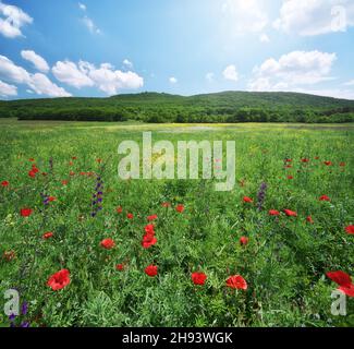 Medoaw di primavera di fiori. Panorama ad alta risoluzione. Naturу composizione. Foto Stock