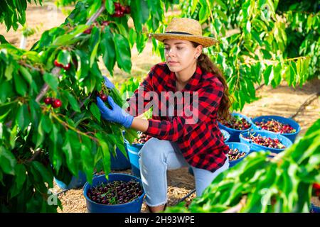 Ritratto di una ragazza contadina focalizzata, pucking ciliegie da un albero Foto Stock