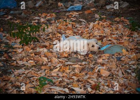 immagini sole del cane- un'immagine affamata del cane di strada da solo Foto Stock