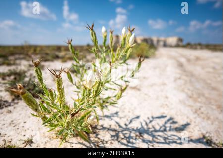 Bractless Stickleaf pianta in sabbia asciutta terra adiacente al Monument Rocks in Kansas Foto Stock