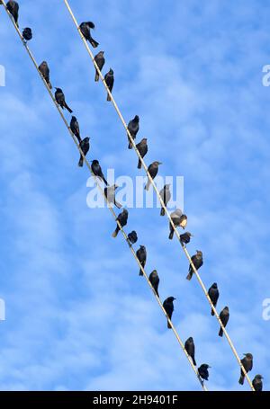 I Tristams che starling gregge riposano su cavo Foto Stock