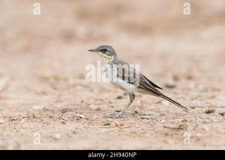 Il vagone giallo orientale (Motacilla tschutschensis) è un piccolo passerino della famiglia Motacillidae, che comprende anche i pipelvi e lungo Foto Stock