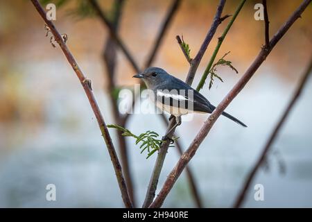 Femmina orientale magpie-robin (Copsychus saularis). Si tratta di un piccolo uccello passerino che in precedenza era classificato come membro della famiglia thrush Turdidae, b Foto Stock