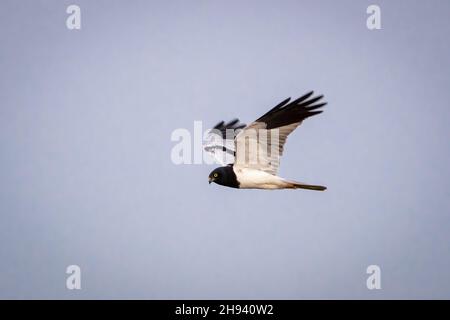 L'arrier pied (Circus melanoleucos) è un uccello della famiglia degli Accipitridae, appartenente alla famiglia degli Accipitridae. È migratorio, allevando dalla valle di Amur Foto Stock