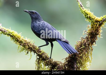 Il mughetto blu (Myophonus caeruleus) è un mughetto che si trova nelle montagne dell'Asia centrale, dell'Asia meridionale, della Cina e del sud-est Foto Stock