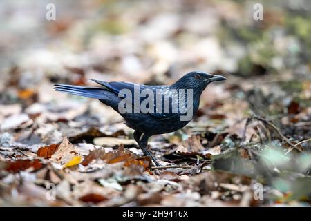 Il mughetto blu (Myophonus caeruleus) è un mughetto che si trova nelle montagne dell'Asia centrale, dell'Asia meridionale, della Cina e del sud-est Foto Stock