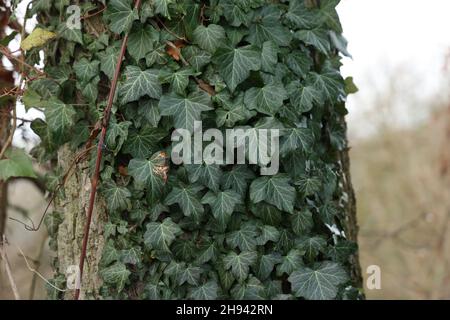 Hedera helix - verde edera tesse un tronco di albero Foto Stock