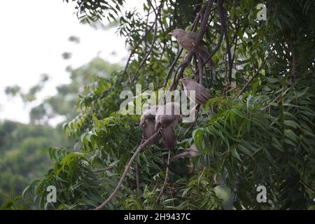 uccelli carini su albero a sparare all'aperto Foto Stock