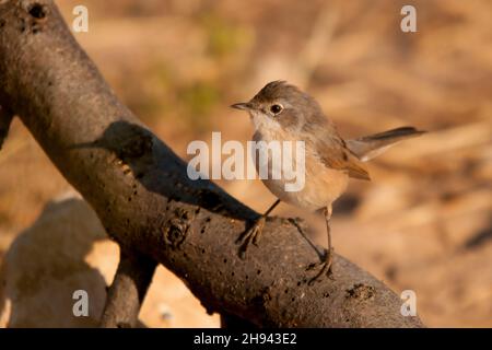 Acrocephalus scirpaceus - la famiglia Carrisier comune - Ave Acrocephalidae. Foto Stock