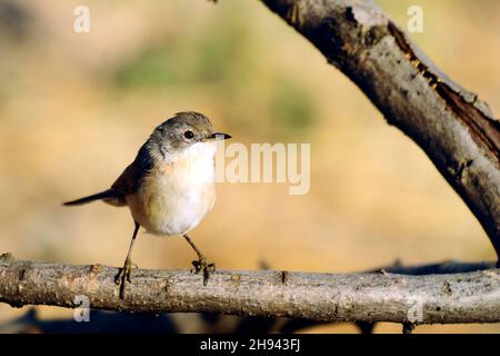 Acrocephalus scirpaceus - la famiglia Carrisier comune - Ave Acrocephalidae. Foto Stock