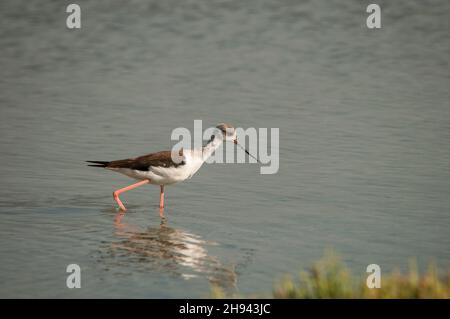 Himantopus Himantopus - il crankman comune, uccello caadriforme della famiglia Recurvirostridae. Foto Stock