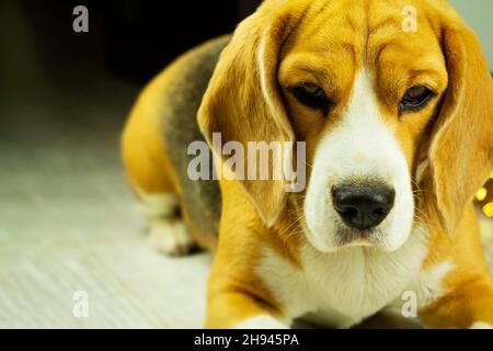 Foto di un cane di aquila purosangue con un collare, seduto a casa e in attesa del proprietario Foto Stock
