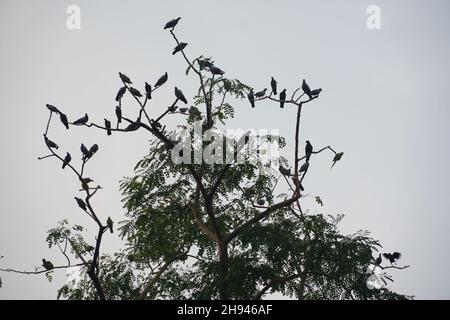 un gruppo di uccelli silhouette all'albero Foto Stock