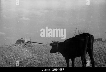 Polska, 1947-07. Wrak niemieckiego czo³gu typu Pantera w okolicach Warszawy. po/ms PAP Dok³adny dzieñ wydarzenia nieustalony. Polonia, luglio 1947. Un naufragio di un carro armato tedesco T-5 Panther vicino a Varsavia. po/ms PAP Foto Stock