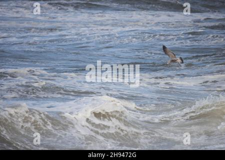 Herring Gull (Larus argentatus) in onde tempestose Cley Norfolk GB UK Novembre 2021 Foto Stock