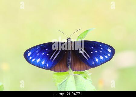 Euploea sylvester – Crow a doppio marchio Foto Stock