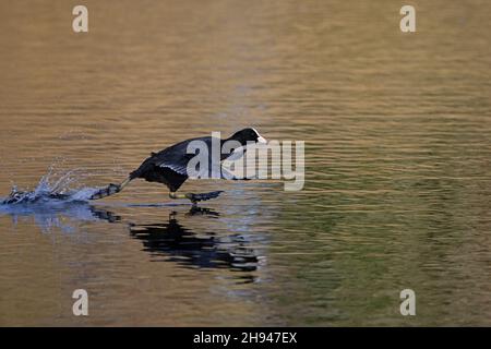 Coot (Fulica atrica) UEA Broad Norwich GB UK Novembre 2021 Foto Stock