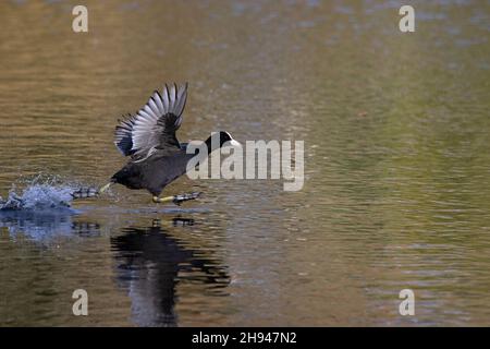 Coot (Fulica atrica) UEA Broad Norwich GB UK Novembre 2021 Foto Stock
