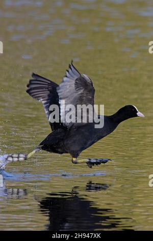 Coot (Fulica atrica) UEA Broad Norwich GB UK Novembre 2021 Foto Stock