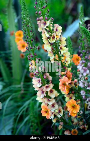 Verbascum Clementine, geum totalmente tangerine, arancio, fiori di arancio chiaro, fiore, fioritura, piante miste, pianta mista, combinazione, RM Floral Foto Stock