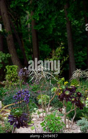 Olearia lacunosa, stretto, marrone scuro, foglie, fogliame, albero giovanile, aeonium, impianto misto schema, letto di sabbia, bordo di sabbia, giardino asciutto, giardinaggio secco, succulenti Foto Stock