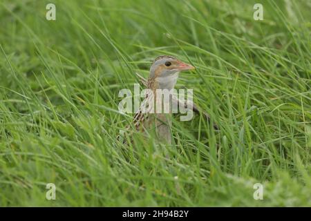 Corncrake una specie in declino , ma ora c'è una spinta per fornire un habitat più sicuro ed educare i crofters ad aumentare il loro numero con pratiche più sicure. Foto Stock