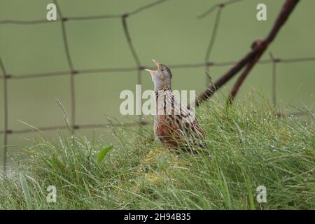 Corncrake una specie in declino , ma ora c'è una spinta per fornire un habitat più sicuro ed educare i crofters ad aumentare il loro numero con pratiche più sicure. Foto Stock