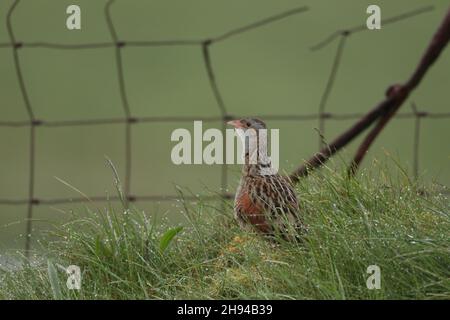 Corncrake una specie in declino , ma ora c'è una spinta per fornire un habitat più sicuro ed educare i crofters ad aumentare il loro numero con pratiche più sicure. Foto Stock