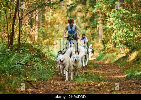 Svetly, oblast di Kaliningrad, Russia - 2 ottobre 2021 - cani da cani da cane da carteggio sportivi, cani da Husky siberiani attivi che corrono e tirano i cani con il peopl in piedi Foto Stock