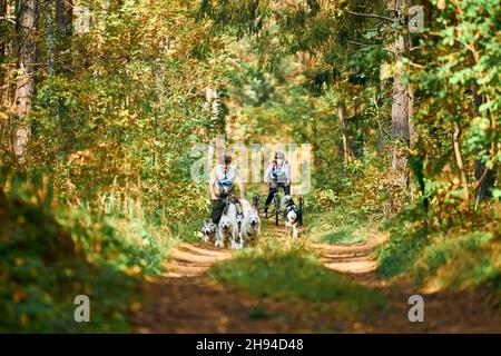 Svetly, oblast di Kaliningrad, Russia - 2 ottobre 2021 - cani da cani da cane da carteggio sportivi, cani da Husky siberiani attivi che corrono e tirano i cani con il peopl in piedi Foto Stock