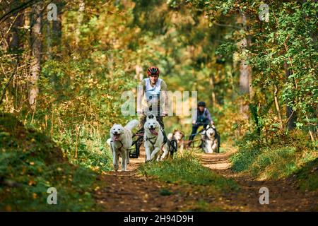 Svetly, oblast di Kaliningrad, Russia - 2 ottobre 2021 - cani da cani da cane da carteggio, cani Husky Siberiani energici che corrono e tirano i cani con pe in piedi Foto Stock