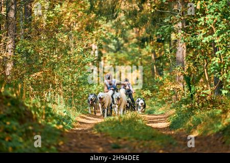 Svetly, oblast di Kaliningrad, Russia - 2 ottobre 2021 - cani da cani da cani da cani da cani da cani da cani da cani attivi Siberian Husky in marcia con la gente. Cane da slitta r Foto Stock