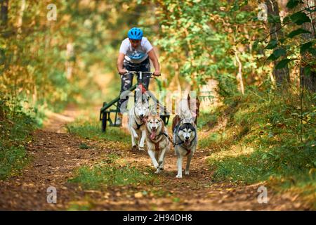 Svetly, oblast di Kaliningrad, Russia - 2 ottobre 2021 - cani da cani da cani da slitta, cani da cani attivi Husky siberiani che corrono e tirano cani da slitta Foto Stock