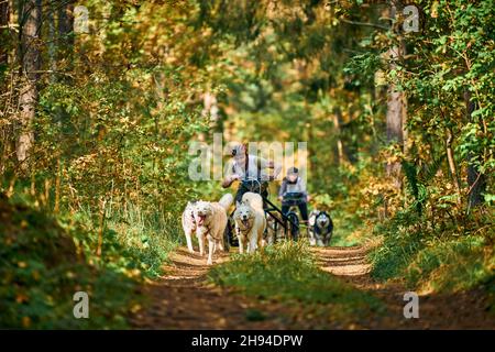 Svetly, oblast di Kaliningrad, Russia - 2 ottobre 2021 - cani da cani da cane da carteggio sportivi, cani da Husky siberiani attivi che corrono e tirano i cani con il peopl in piedi Foto Stock