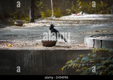 Immagine dell'acqua potabile della gabbia assetata all'aperto Foto Stock